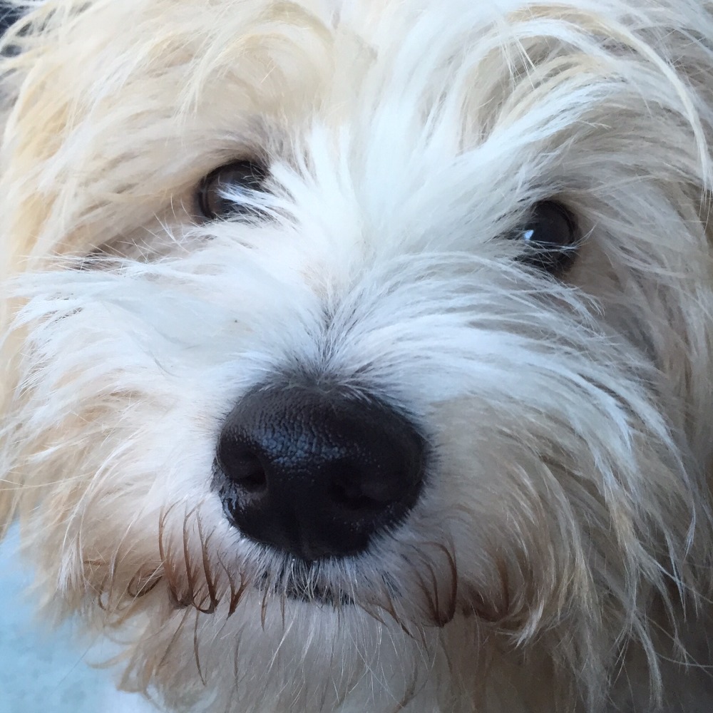 Meet your Posher, Rebecca